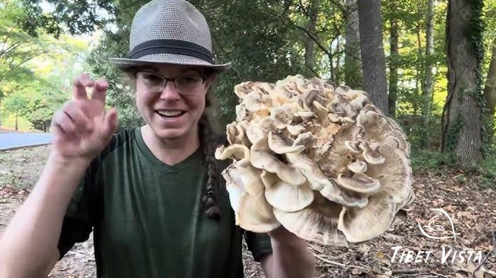 Travelers pick wild Linzhi mushrooms with great joy in summer