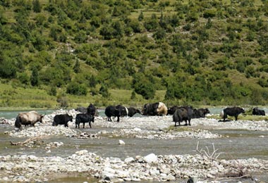 During you journey back to Lhasa, you may see yaks by the road side.