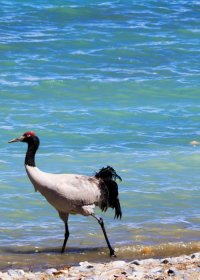 Traveler photo: Tibet is not just home to human beings, but also to precious wild creatures like black-neck cranes. (April 2026)	