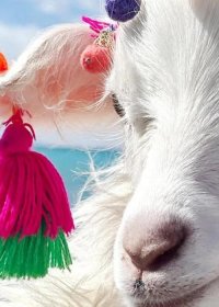 Traveler photo: Cute lambs by the Yamdrok Lake.
 (April 2025)