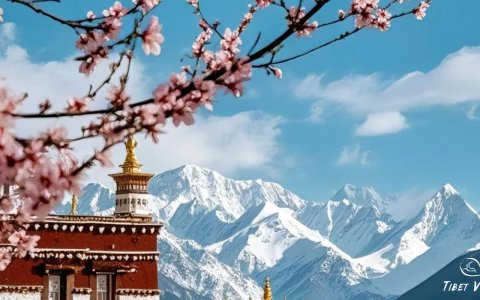 Traveler photo: In Nyingchi, Tibet, you can see peach blossoms and snow-capped mountains in the same frame. (April 2025)