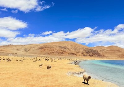 Traveler photo: A flock of sheep grazes leisurely by turquoise Yamdrok Lake—pure blue waters and gentle movement, pure beauty. (April 2026)