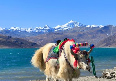Traveler photo: A cute yak stands quietly by Yamdrok Lake, with blue water and snowy peaks behind—a peaceful, beautiful scene. (April 2026)