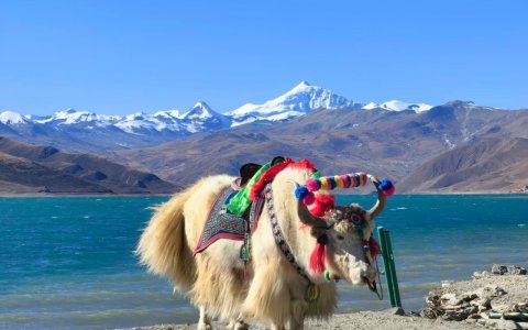 Traveler photo: A cute yak stands quietly by Yamdrok Lake, with blue water and snowy peaks behind—a peaceful, beautiful scene. (April 2026)