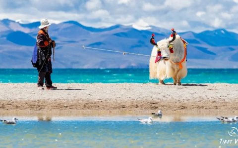 Traveler photo: A Local herdsman is grazing yaks by the Yamdrok Lake. (April 2025)