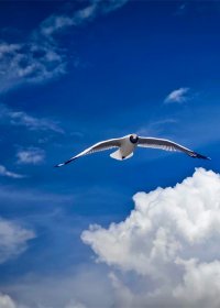 Traveler photo: The Qinghai-Tibet plateau is not just home to human beings, but also to wild creatures like seagulls and black-neck crane. (August 2026)	