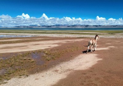 Traveler photo: Tibetan wild asses gallop freely across the plateau, embodying Tibet's untamed spirit. (August 2025)