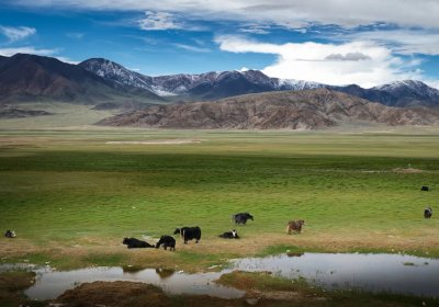 Traveler photo: Tibetan yaks gracefully graze on the green grassland along the shore of lake in summer time. (August 2026)	