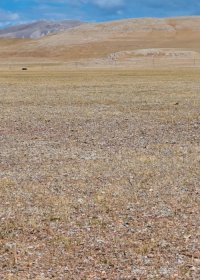 Traveler photo: Tibetan antelopes roam freely across the plateau in their natural habitat. (August 2026)