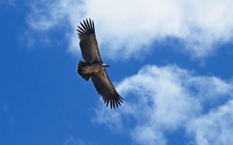 Traveler photo: The golden eagle hovers gracefully above the clear sky of Tibet. (August 2025)