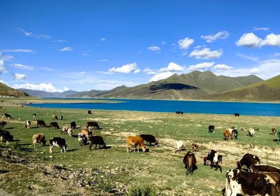 Traveler photo: Cows graze along the shores of Yamdrok Lake during summer. (August 2025)	