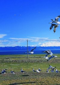 Traveler photo: Along the shores of Yamdrok Lake, you may also encounter countless seagulls. (August 2025)