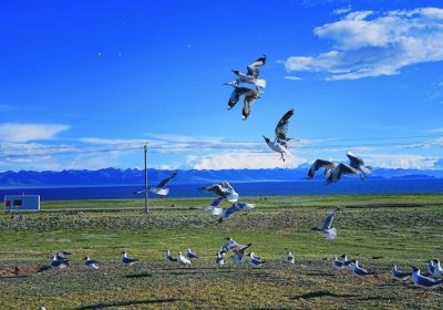 Traveler photo: Along the shores of Yamdrok Lake, you may also encounter countless seagulls. (August 2025)