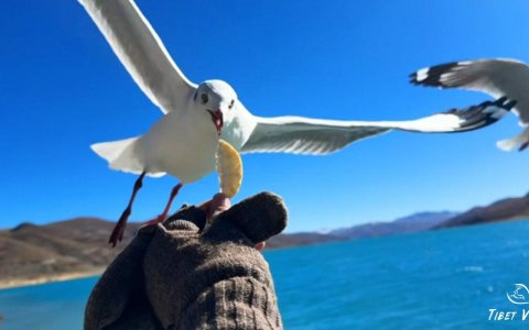 Traveler photo: First-person view: By Yamdrok Lake in Shannan, Tibet, our hand tosses food into the air, attracting flocks of wild seagulls. (December 2025)