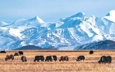 Traveler photo: In the pastures of Tibet, herders guide yak and sheep herds across golden meadows at the snow-capped foothills of the mountains. (December 2025)
