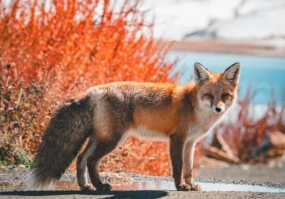 Traveler photo: During a Tibet tour, you will have a lot of opportunities to encounter cute wild animals including Tibetan fox. (December 2025)	