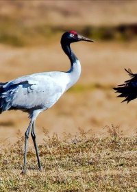 Traveler photo: On the grasslands and wetlands of Nagqu, Tibet, rare black-necked cranes gracefully forage and rest. (December 2025)
