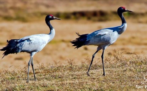 Traveler photo: On the grasslands and wetlands of Nagqu, Tibet, rare black-necked cranes gracefully forage and rest. (December 2025)