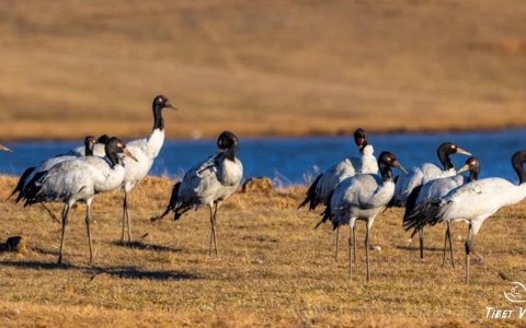 Traveler photo: On the Changtang grasslands in early winter in Tibet, flocks of wild black-necked cranes elegantly inhabit wetlands. (December 2025)