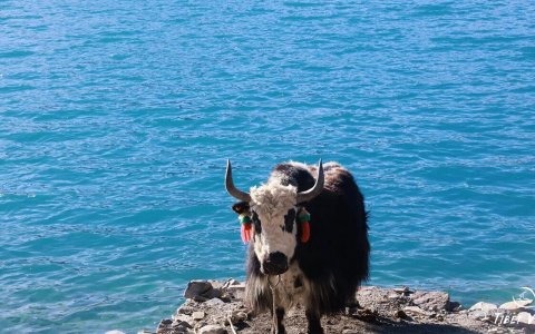 Traveler photo: By the turquoise shores of Yamdrok Lake in Tibet, a gentle yak forms a tranquil plateau scene with a holy lake and snow mountains. (December 2025)
