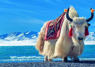 Traveler photo: By the frozen Namtso Lake in winter Tibet, adorable yaks with thick fur forage in the snowy landscape. (December 2025)