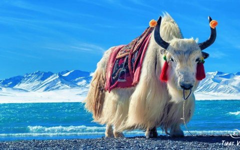 Traveler photo: By the frozen Namtso Lake in winter Tibet, adorable yaks with thick fur forage in the snowy landscape. (December 2025)