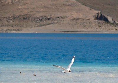 Traveler photo: Seagull hovers above the blue water of Yamdrok lake, one of the three holy lakes in Tibet. (December 2025)	