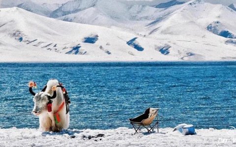 Traveler photo: The decorated yak along the shore of Yamdrok lake, one of the three holy lakes in Tibet. (December 2025)	