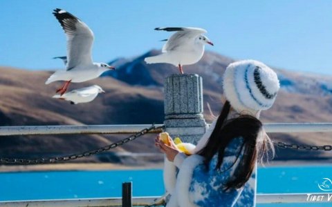 Traveler photo: Seagulls hover above the blue water of Yamdrok lake, one of the highlights during the overland tour from Lhasa to EBC. (December 2025)	