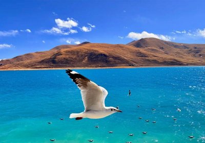 Traveler photo: Over turquoise surface of Yamdrok Lake in Shannan, Tibet, a seagull spreads wings skimming sapphire ripples, leaving fleeting natural poetry. (February 2026)