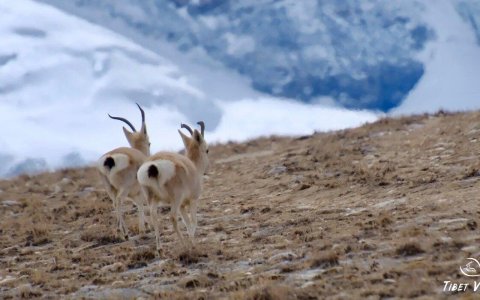 Traveler photo: Tibet is not only home to human beings, but also a paradise for the wild creatures like Tibetan antelopes, snow leopards and wild yaks. (February 2026)	