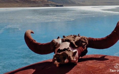 Traveler photo: On shores of holy lake in Tibet, ancient yak skulls rest silently on sands, adding mystique to the sacred lake. (January 2026)