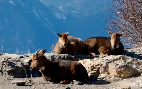 Traveler photo: On the plateau grasslands in Tibet, we captured some wild animals resting by the stone. (January 2026)