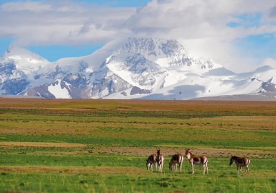 Traveler photo: The Qinghai-Tibet Plateau is not just home to human beings, but also home to the wild creatures like Tibetan wild donkeys. (July 2026)	