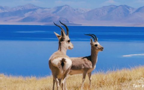 Traveler photo: Tibetan antelopes, a rare and precious species, can often be spotted during a Mount Kailash tour. (July 2025)	
