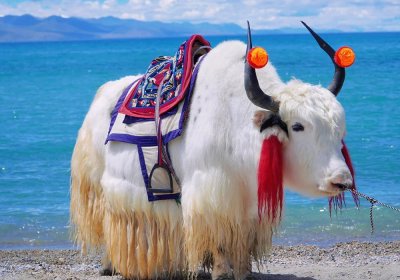 Traveler photo: Yaks and sacred lakes compose Tibet's most relaxed tableau. (July 2025)