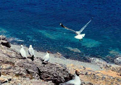 Traveler photo: Seagulls hovering above the blue waters of Lake Yamdrok, one of the three holy lakes in Tibet just 3 hours drive from Lhasa. (July 2026)	