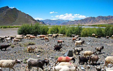 Traveler photo: Against blue skies and white clouds, the sheep form the loveliest vista. (Jun 2025)