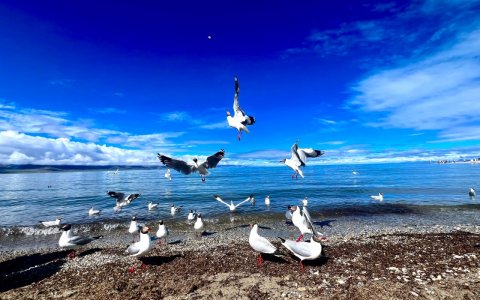 Traveler photo: Many seagulls gather along the holy lakeshore, some foraging, others standing quietly by the water. (June 2026)