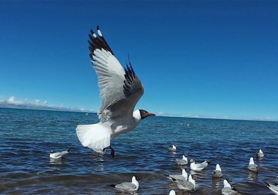 Traveler photo: Graceful seagulls soar above the turquoise waters of Namtso Lake, adding life to Tibet’s serene highland landscape. (June 2026)	