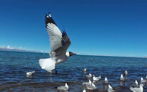 Traveler photo: Graceful seagulls soar above the turquoise waters of Namtso Lake, adding life to Tibet’s serene highland landscape. (June 2026)	