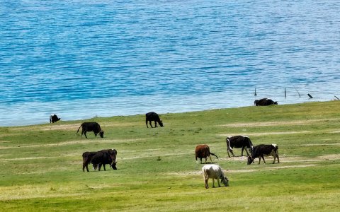 Traveler photo: The stunning natural scenery of Tibet, featuring crystal-clear lakes, green grass land and vibrant animals. (June 2026)	