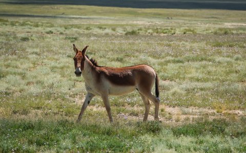 Traveler photo: Tibet is not just home to human beings, but also to precious wild creatures like Tibetan donkeys. (June 2026)	