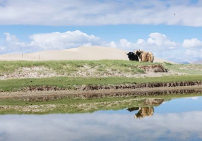 Traveler photo: Tibetan yaks are the sturdy, long-haired guardians of the high plateau. (June 2026)