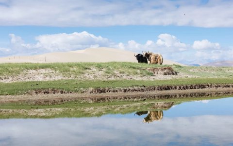 Traveler photo: Tibetan yaks are the sturdy, long-haired guardians of the high plateau. (June 2026)