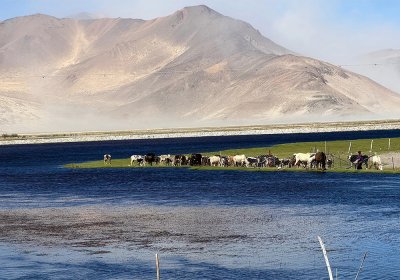 Traveler photo: Tibetan yaks and Tibetan horses are drinking water along the shore of the lake. (June 2026)	