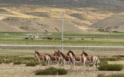 Traveler photo: Grazing wild donkeys are a typical and charming sight in Tibet. (Jun 2025)
