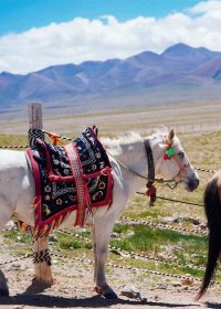 Traveler photo: By the meadows of Nyingchi, these two ponies nuzzle together, creating the plateau's most heartwarming scene. (March 2026)