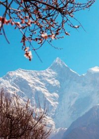 Traveler photo: The clear view of Mount Namcha Barwa in Nyingchi, framed by the peach blossom in the spring. (March 2026)	