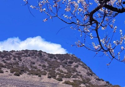 Traveler photo: Against the blue sky, Nyingchi's early peach blossoms herald the arrival of Tibet's most romantic season. (March 2026)